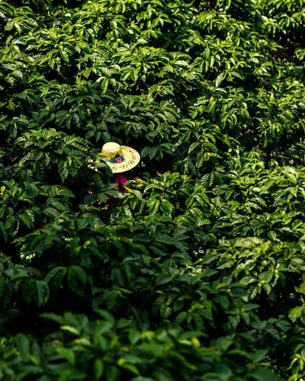 In-depth Analysis of Bolivia’s Specialty Coffee Regions: From High-Altitude Flavors to Unique Processing of Java Varieties