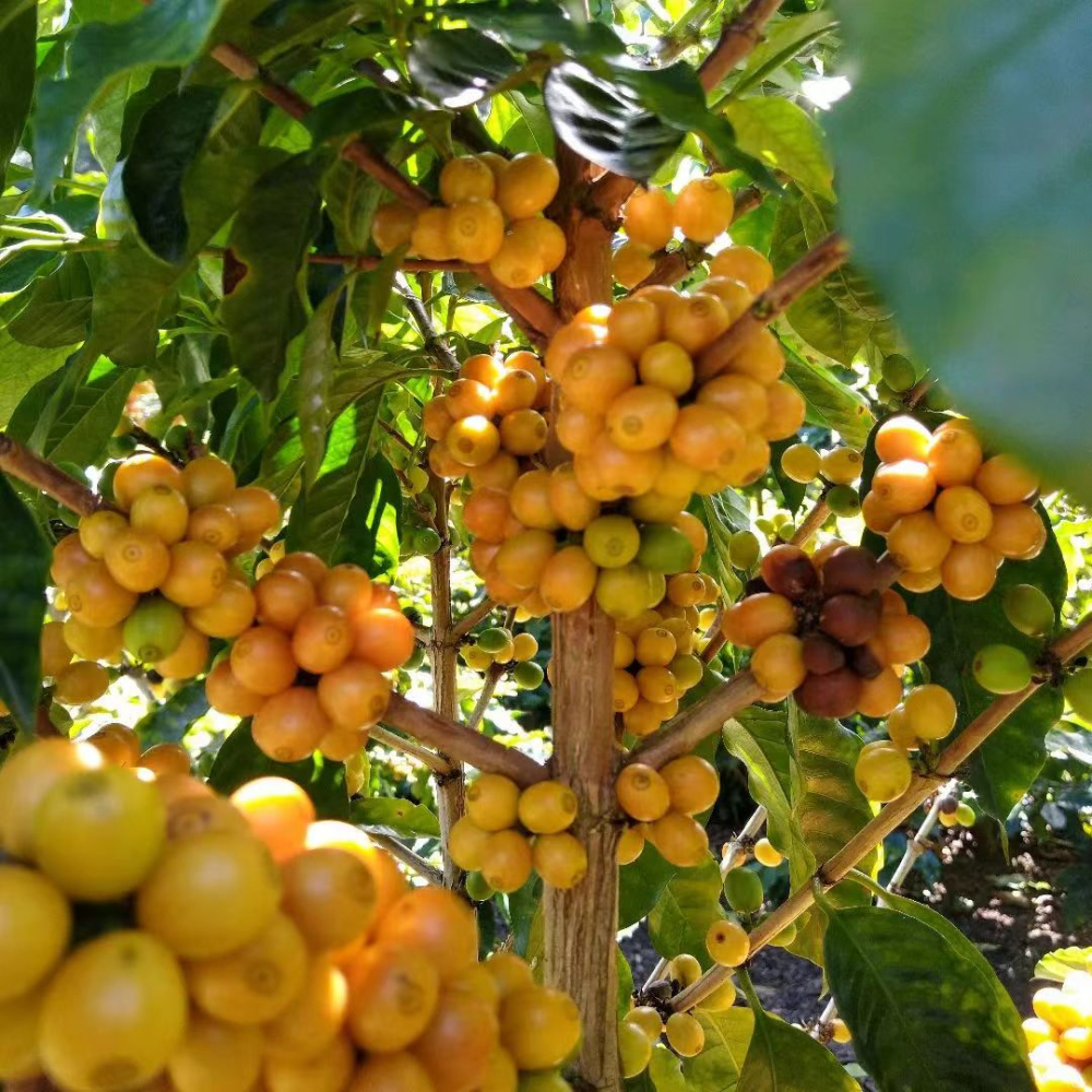 Caturra vs Catuai Coffee Variety Comparison: Origin, Flavor Characteristics, and Best Brewing Recommendations