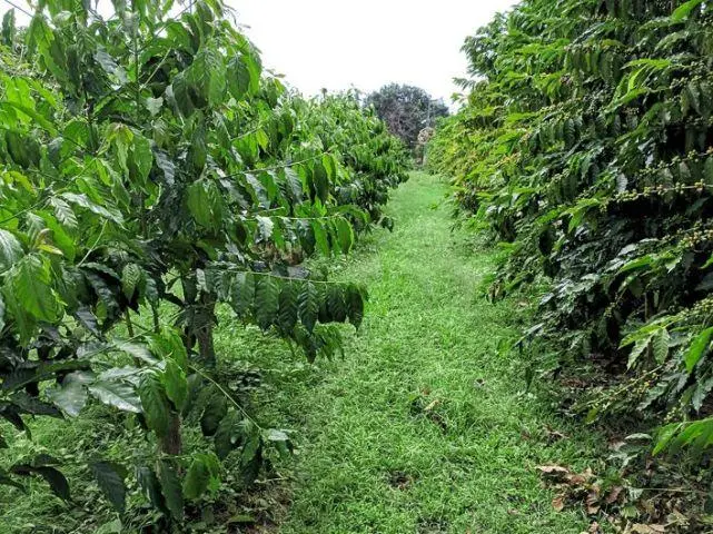 A Complete Guide to Bourbon Coffee Varieties: From History to Flavor – How to Choose Between Red, Yellow, Pink, and Slender Beans?