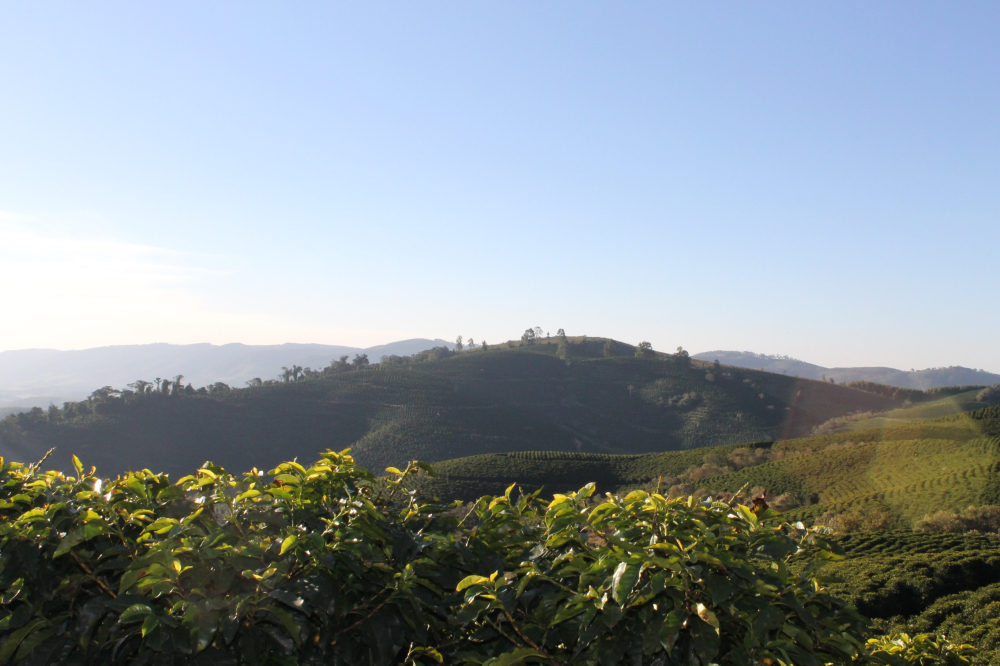 Complete Guide to Brazilian Coffee: From the Three Major Regions to Red & Yellow Bourbon Varieties, Master Pour Over and SOE Brewing in One Go