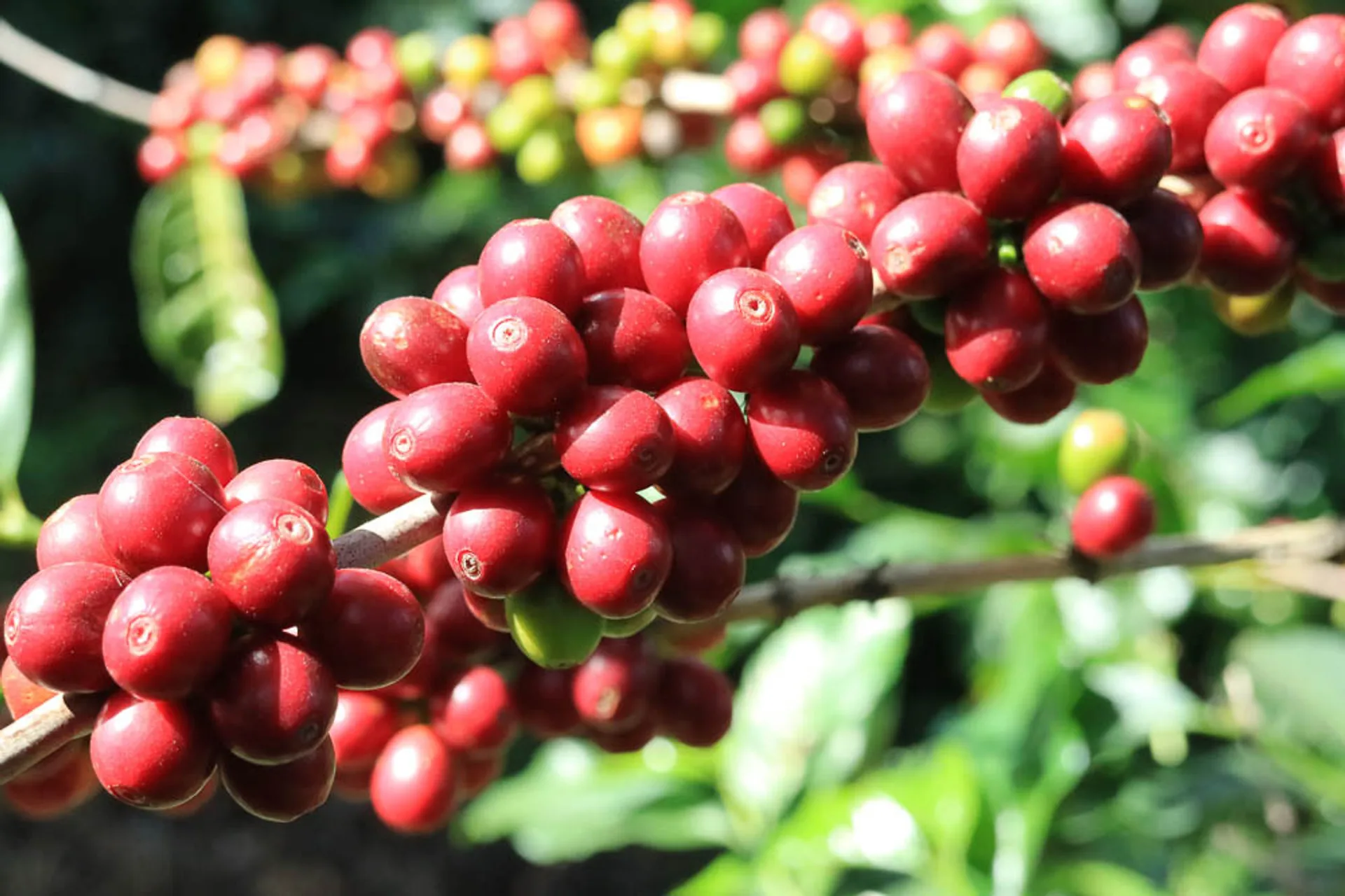 A Complete Guide to Bourbon Coffee Varieties: From History to Flavor – How to Choose Between Red, Yellow, Pink, and Slender Beans?