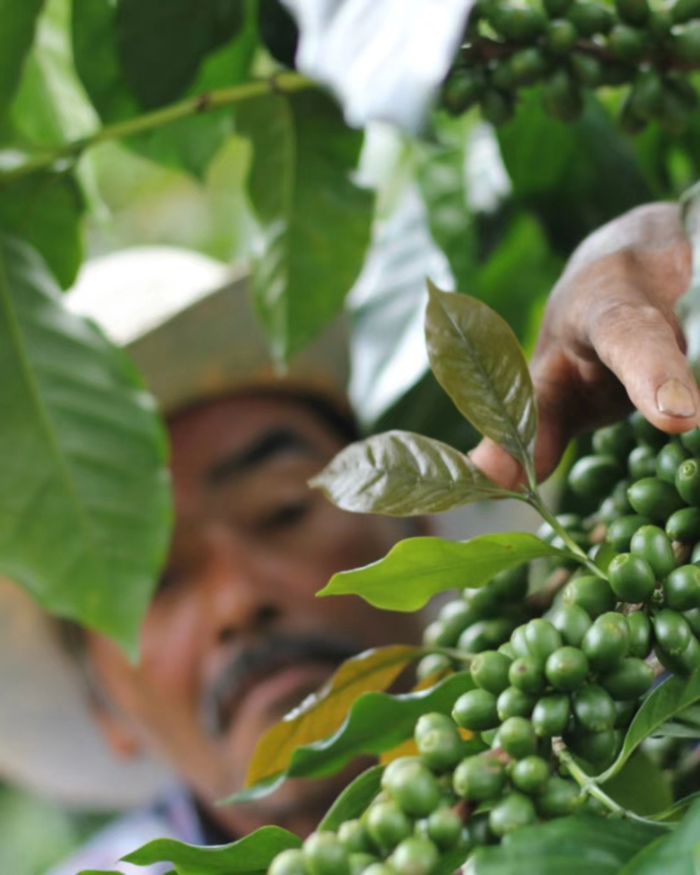 Complete Guide to Honduran Coffee: Regional Characteristics, Wine Barrel Processing, and Pour Over Flavor Analysis
