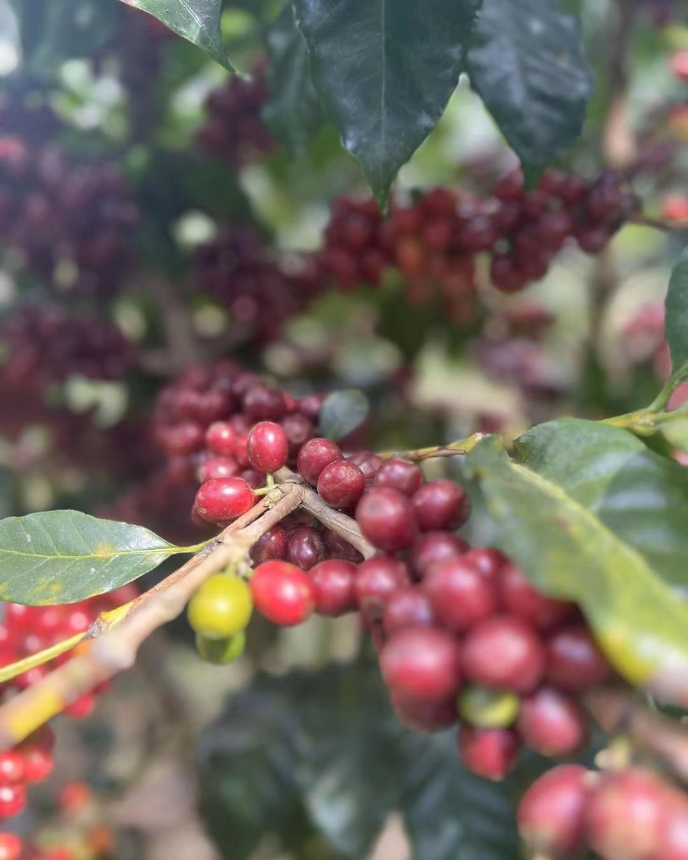 Complete Guide to Honduran Coffee: Regional Characteristics, Wine Barrel Processing, and Pour Over Flavor Analysis