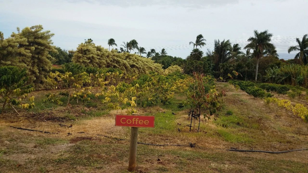 How to Choose Hawaiian Kona Coffee Beans? A Complete Guide to Origin, Grading, and Pour Over Parameters
