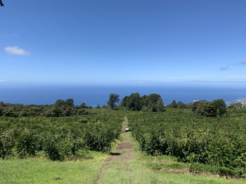 How to Choose Hawaiian Kona Coffee Beans? A Complete Guide to Origin, Grading, and Pour Over Parameters