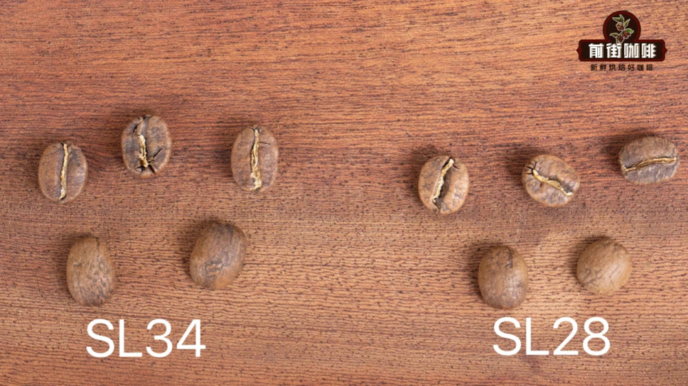 Introduction to Kenya’s Four Major Coffee Varieties | SL28, SL34, Ruiru11, and Batian: Pour Over Parameters and Flavor Analysis