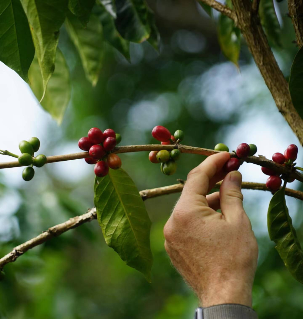 Decoding the Flavors of Ninety Plus 90+ Geisha Coffee Beans & A Complete Pour Over Guide