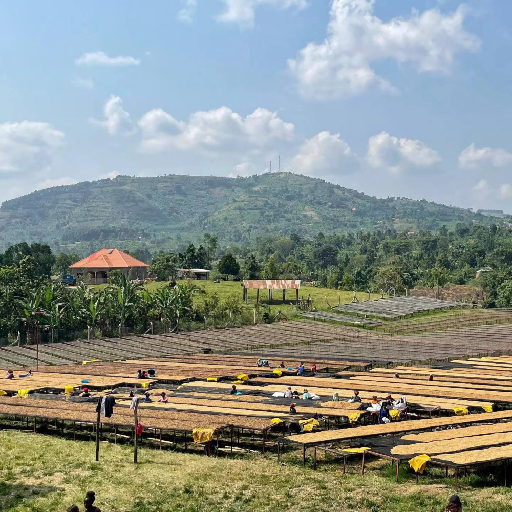 A Complete Guide to Uganda Coffee Grading and Regions: Flavor Differences from Robusta to Arabica