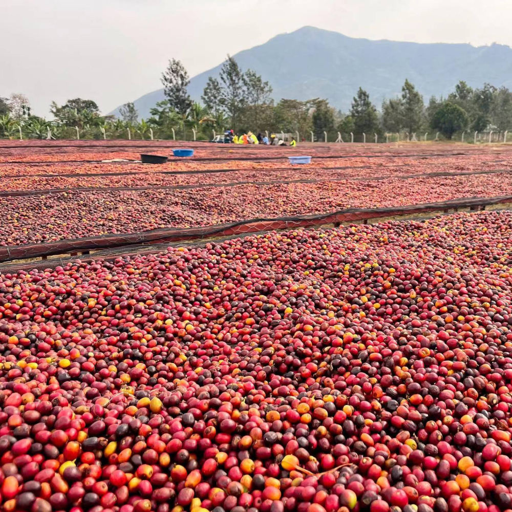 A Complete Guide to Uganda Coffee Grading and Regions: Flavor Differences from Robusta to Arabica
