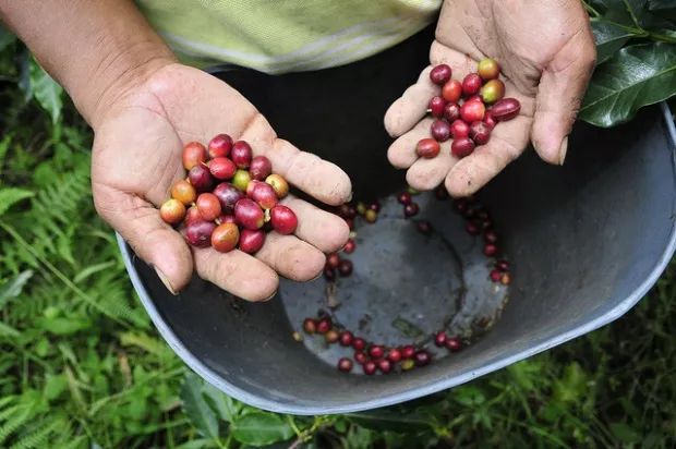 An In-depth Look at Peru's Coffee Regions: Geisha Variety, Washed Processing, and Cajamarca Flavor Profile