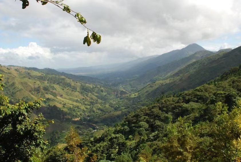 Complete Guide to Dominican Republic Coffee: Mastering Regions, Processing Methods, and Flavor Profiles