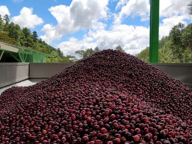 Complete Guide to Nicaraguan Coffee: Regions, Flavors & Pour Over Parameters