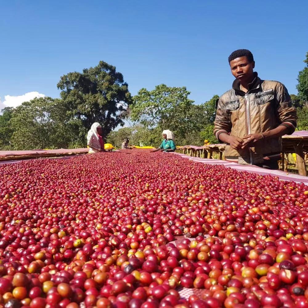 How to choose Ethiopian Yirgacheffe coffee? A complete guide to regional characteristics, processing methods, and pour-over techniques