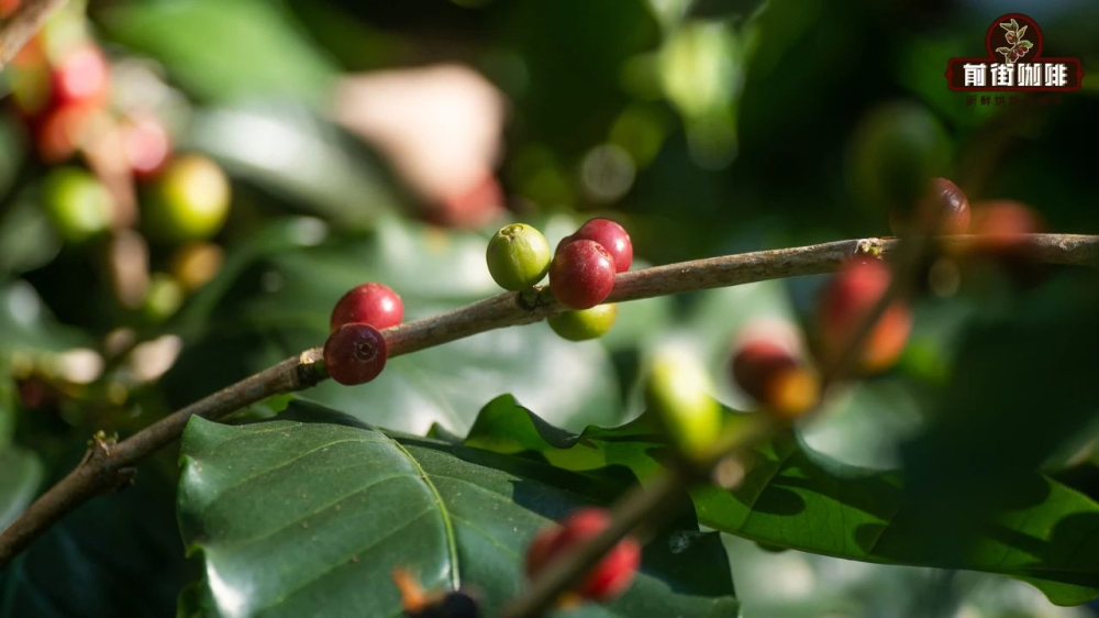 A Century of Evolution in Yunnan’s Small Coffee Beans: From Typica to Catimor – A Complete Analysis of Varieties and Flavors