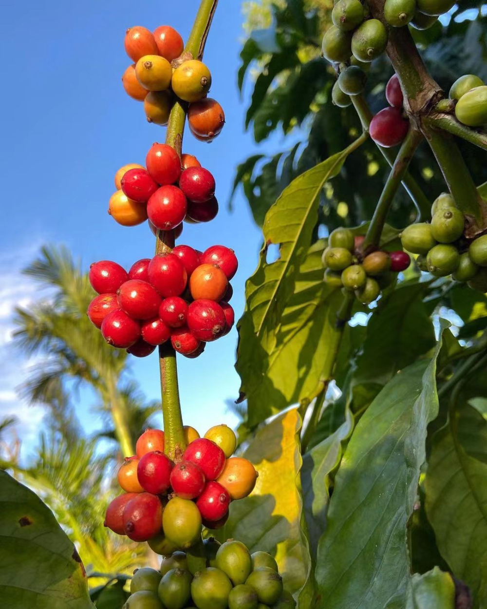 A Comprehensive Guide to Robusta Coffee Beans: From Misconceptions to Their Role in Espresso Blends and Applications