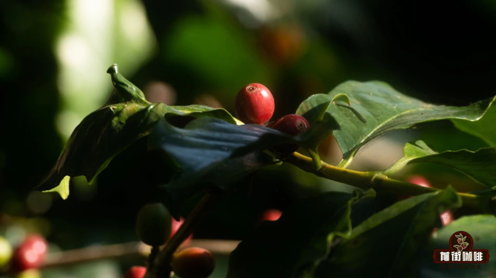 Analysis of Yunnan Small-Bean Coffee Varieties and Pour Over Techniques | A Comprehensive Guide to Regional Distribution and Flavor Characteristics