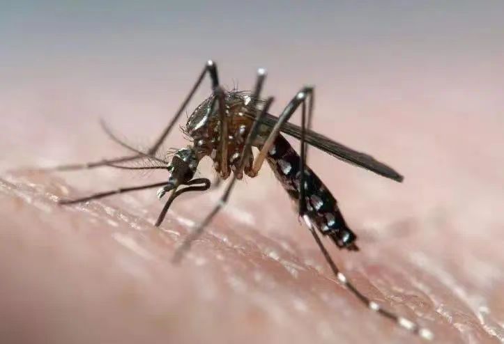 Dengue fever ravages the Americas: Analysis of labor crisis and risks during coffee harvest season