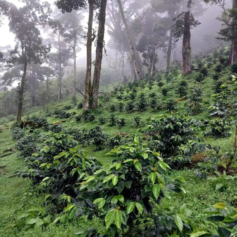 Panama Geisha (Hacienda La Esmeralda) Grading Guide: Differences Between Red, Green, and Blue Labels, Auction Prices, and Brewing Tips