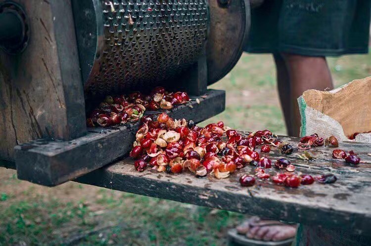 Decoding Sumatra Mandheling: Wet-Hulling Process, Bitterness Origins & Tasting Five Classic Varieties