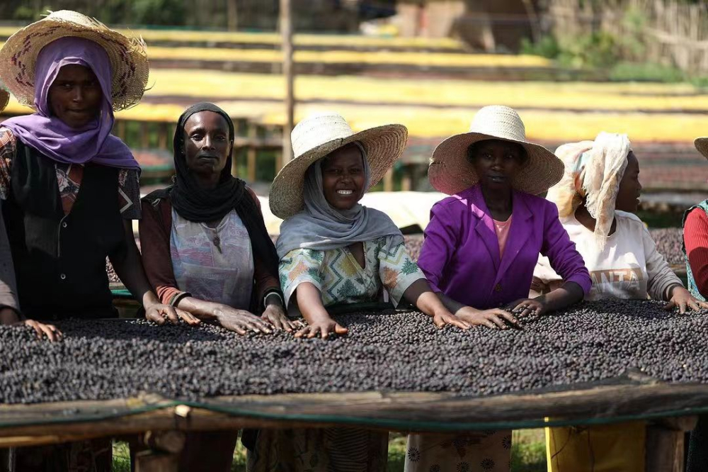 Yirgacheffe Pour Over Beginner's Guide: A Comprehensive Overview of Regional Flavors, Washed Processing, and Three-Stage Extraction