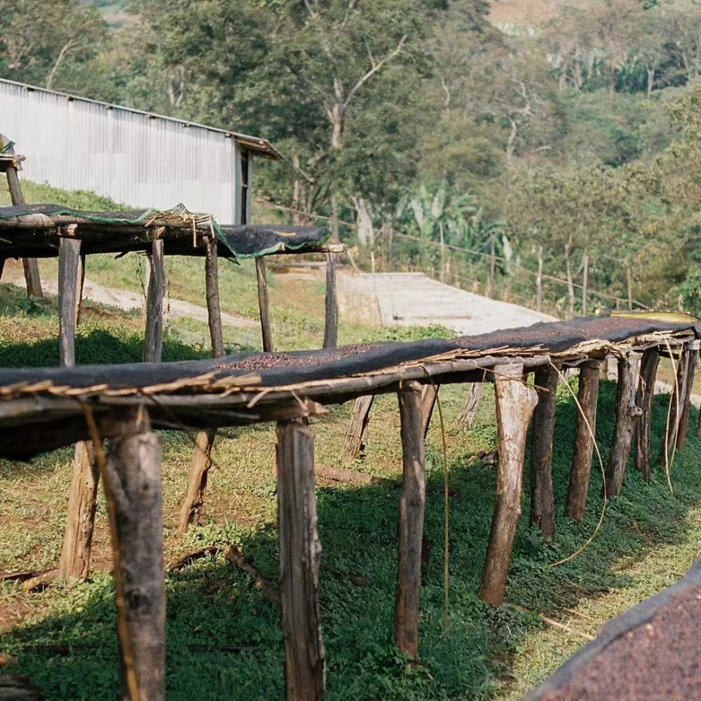 Yirgacheffe Pour Over Guide: A Comprehensive Breakdown of Flavors, Processing Method Differences, and Extraction Techniques