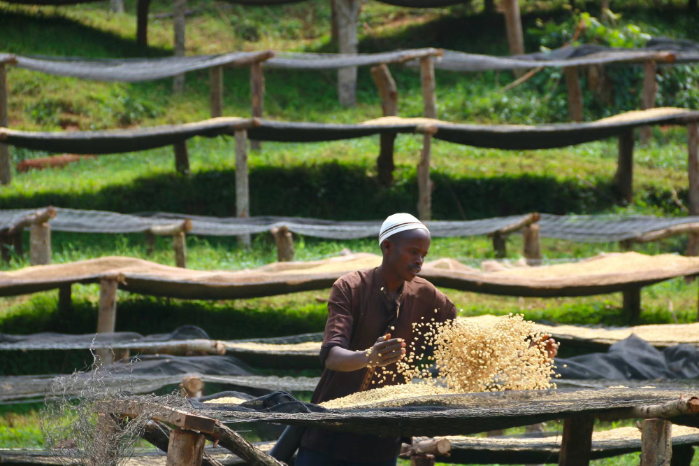 Complete Guide to Ethiopian Yirgacheffe Washed Beans: Origin, Grading, and Pour Over Parameters