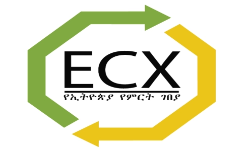 An Analysis of Ethiopia Yirgacheffe G1 and G2 Grading | A Guide to Flavor, Defects, and Cupping Differences