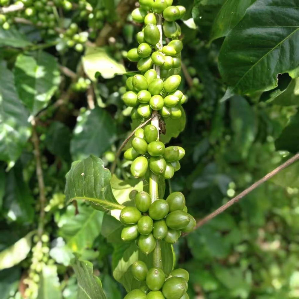 Panama vs. Ethiopian Geisha Flavor Comparison | Comprehensive Guide to Pour Over Parameters & Regional Characteristics