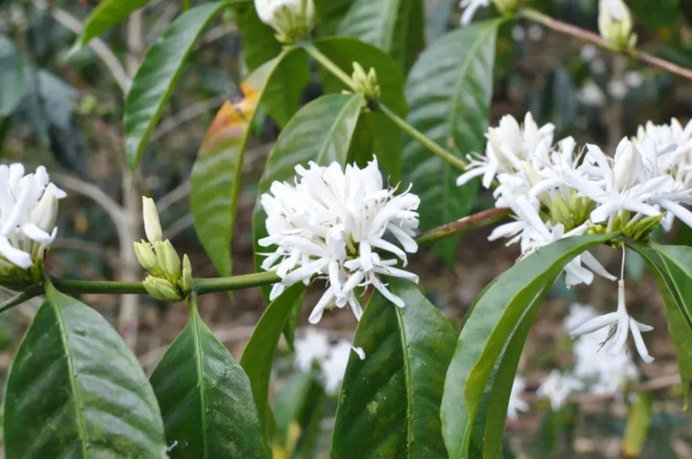 The Complete Guide to Finca El Vendaval Geisha: From Variety Origins to Red, Green, and Blue Label Pour Over Parameters and Flavor Profiles