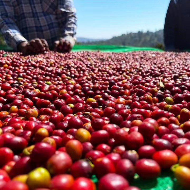 The Ultimate Guide to Ethiopian Hua Kui Coffee: From Version Evolution to Five Brewing Methods Including Pour Over and Cold Brew
