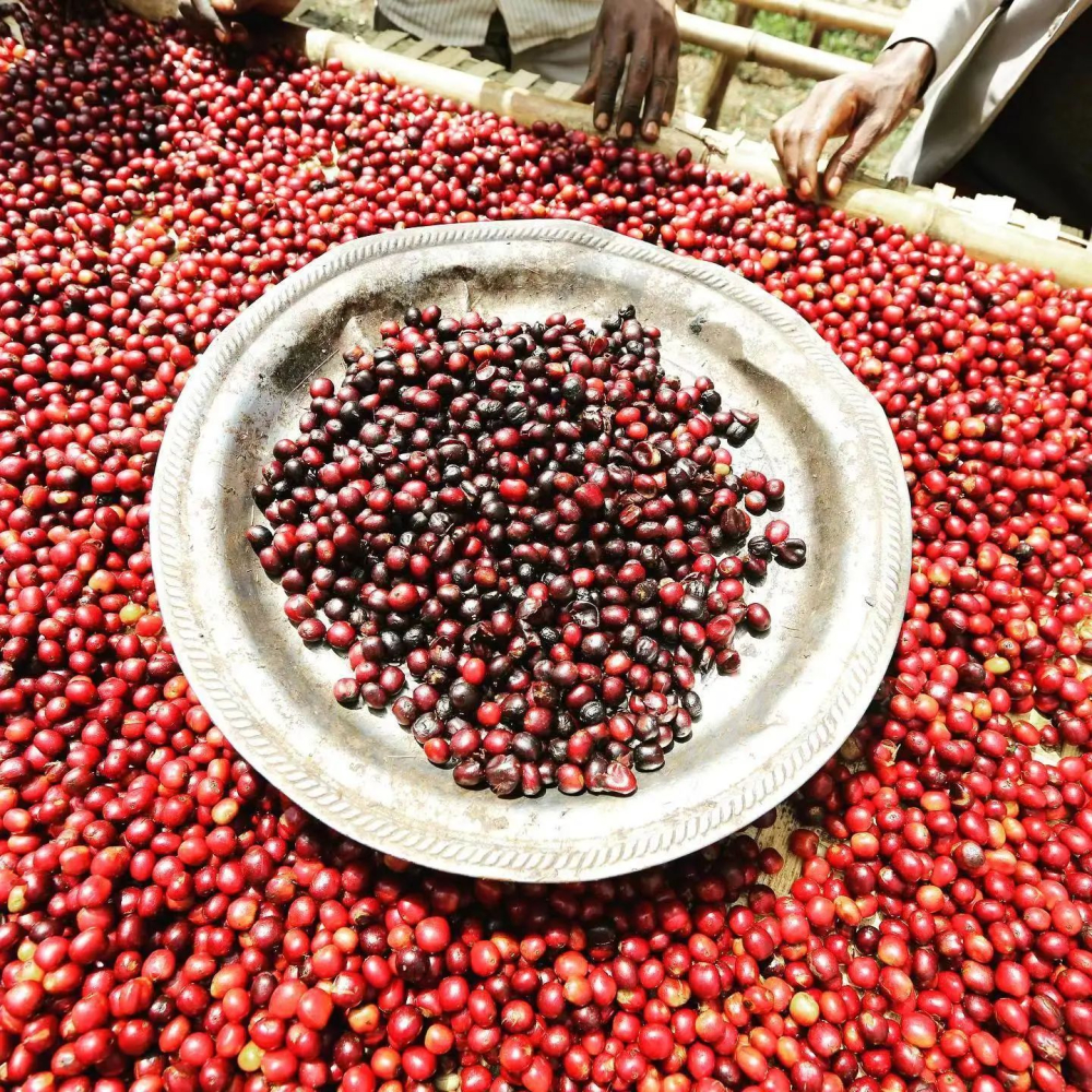 Front Street Coffee G2 Yirgacheffe Pour Over Guide: Water-Processed vs. Sun-Dried Processing Method Parameters and Flavor Comparison