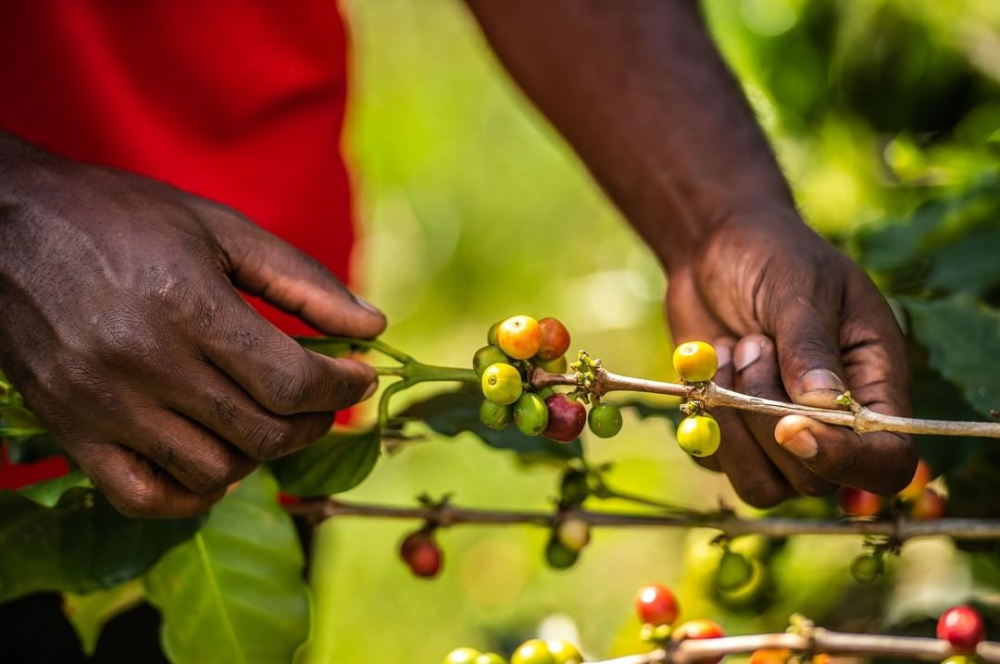 A Complete Guide to Jamaican Blue Mountain Coffee: Region, Grades, Pour Over Techniques, and Flavor Profile