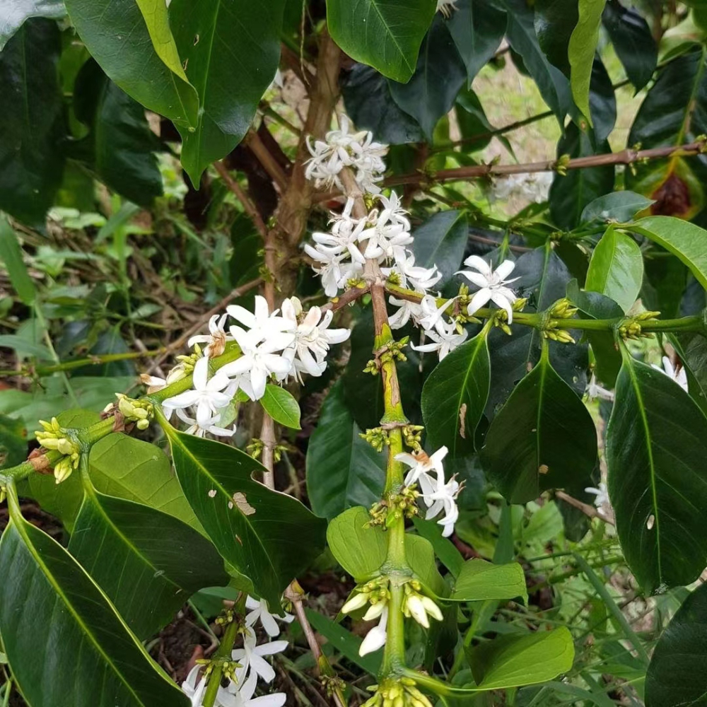 How to Brew Colombian Huila Washed Beans? Pour Over Parameters and Flavor Analysis