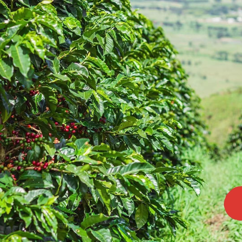 An Analysis of Colombian Coffee Bean Grades and Regional Flavors: A Pour Over Guide from Excelso to Huila
