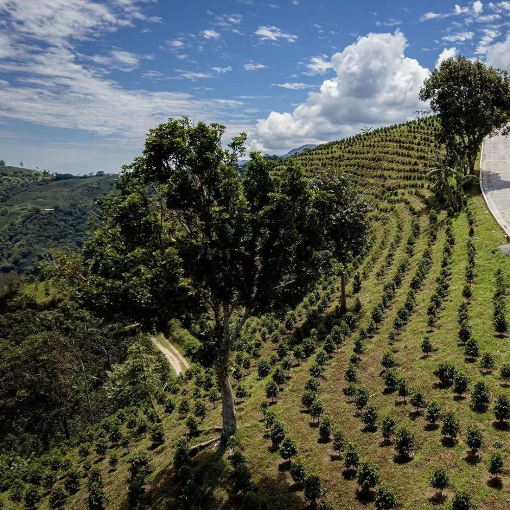 Colombian Coffee Grading and Huila Region Flavor Profile: From Export Grades to Pour Over Parameters