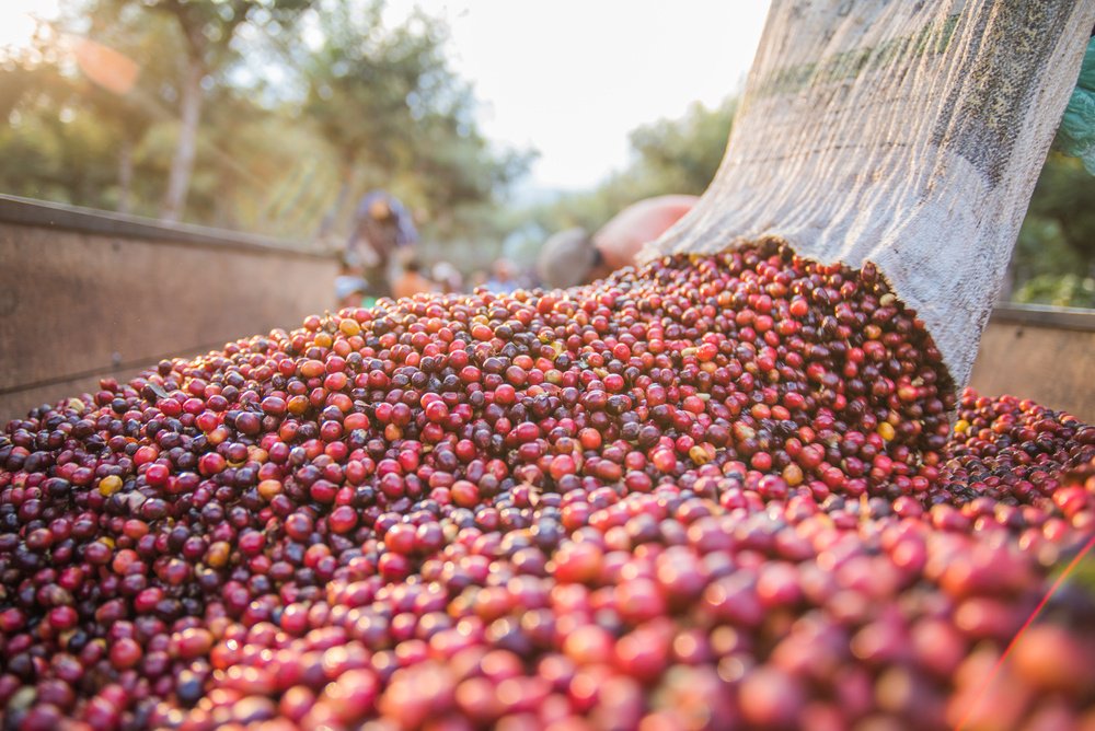 Guide to Papua New Guinea Small Blue Mountain Coffee: A Complete Analysis of Typica Washed Beans' Flavor and Grading