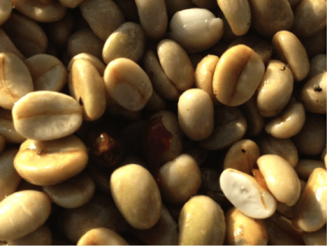 Introduction to Brazil's Pulped Natural Processing Method | Origins and Flavor Profile of Honey Processing