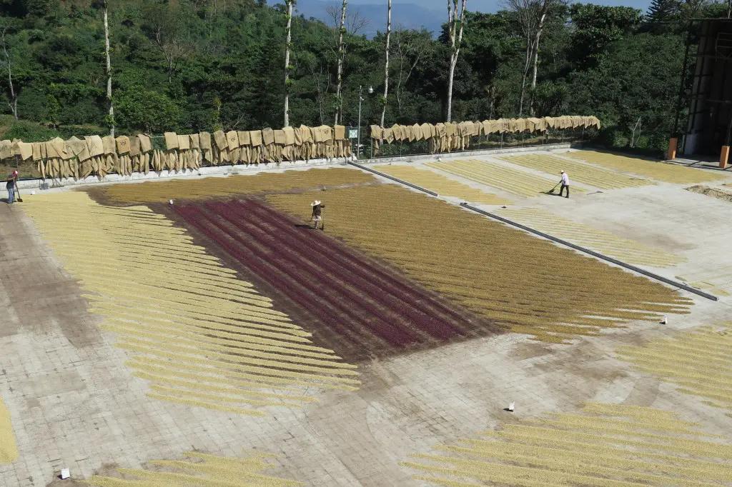 A Complete Guide to Brazil’s Pulped Natural Processing Method | Differences in Honey Processing and Coffee Flavor Characteristics