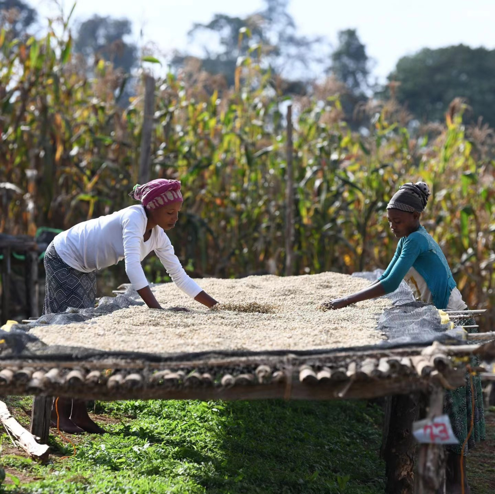 Complete Guide to Kenyan Washed Coffee: K72 Fermentation Process, Grading Auctions & Recommended Brewing Methods