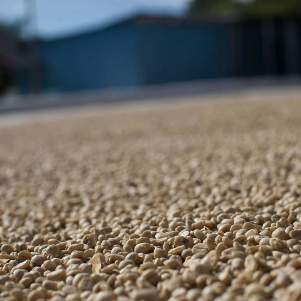 Analysis of the Differences Between Washed and Natural Coffee Processing Methods | 5 Highly Rated Washed Beans Recommended