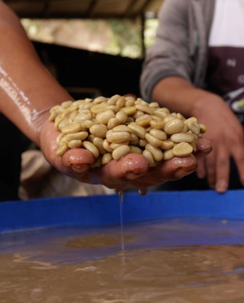 Analysis of the Differences Between Washed and Natural Coffee Processing Methods | 5 Highly Rated Washed Beans Recommended