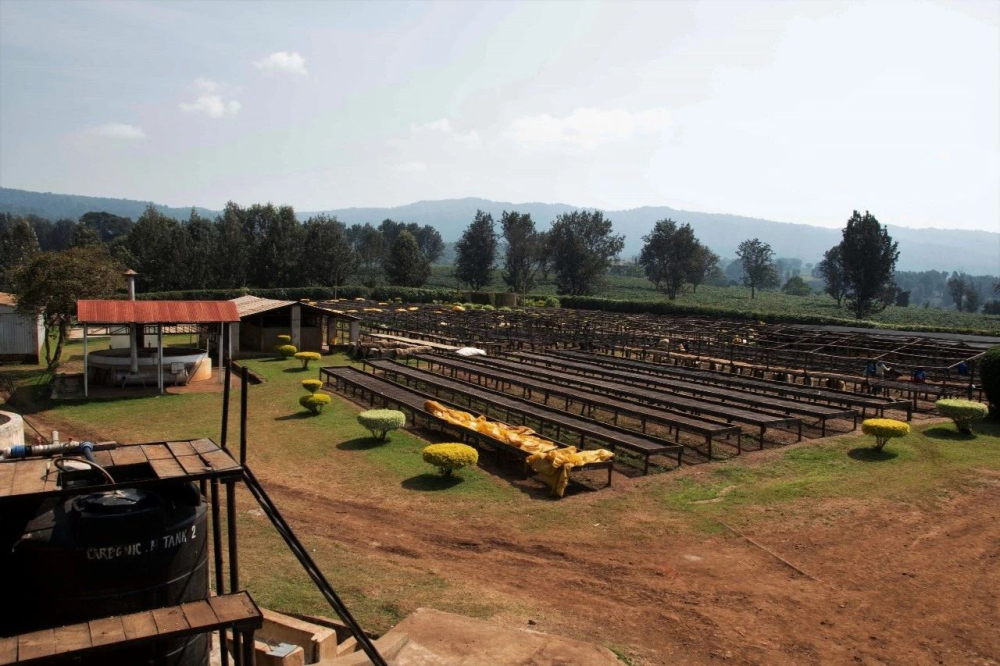 In-depth Introduction to Tanzanian Coffee: Regions, Grades, and Pour Over Guide for Kilimanjaro Beans
