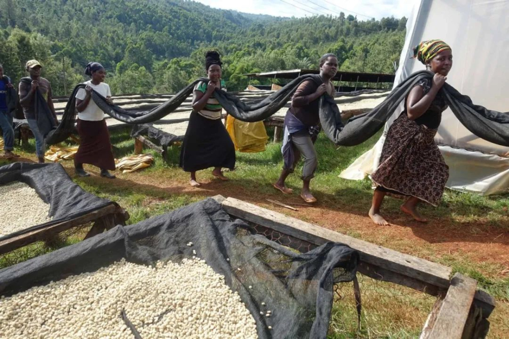 A Complete Guide to Kenyan AA Coffee: Origins, Flavor, and Washed Process Secrets | Pour Over Parameters and Bean Variety Analysis