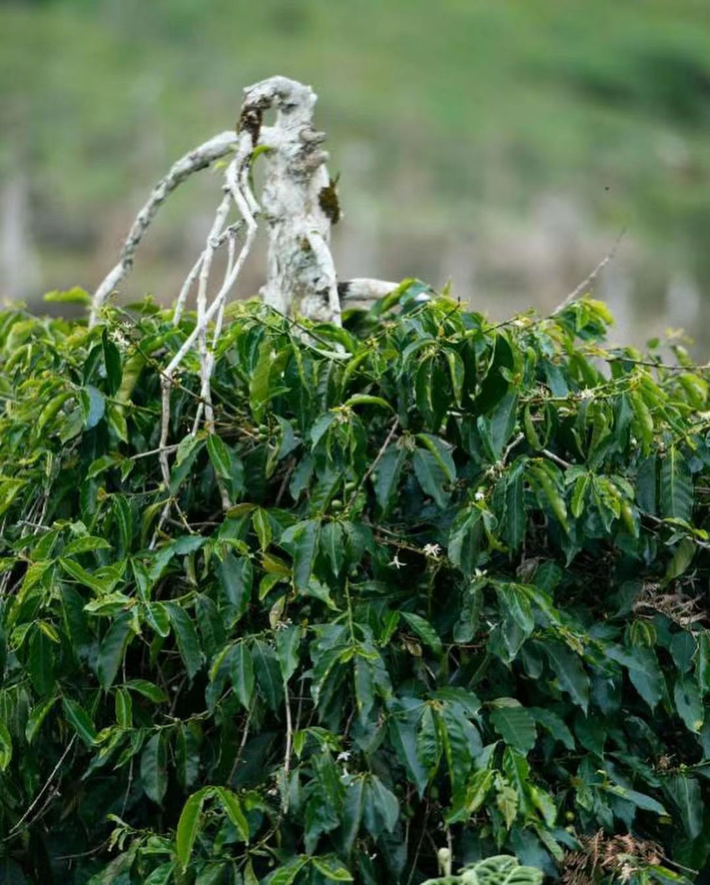 A Complete Guide to Sumatra Mandheling Flavors and Wet-Hulling Processing | Pour Over Parameters and Region Analysis