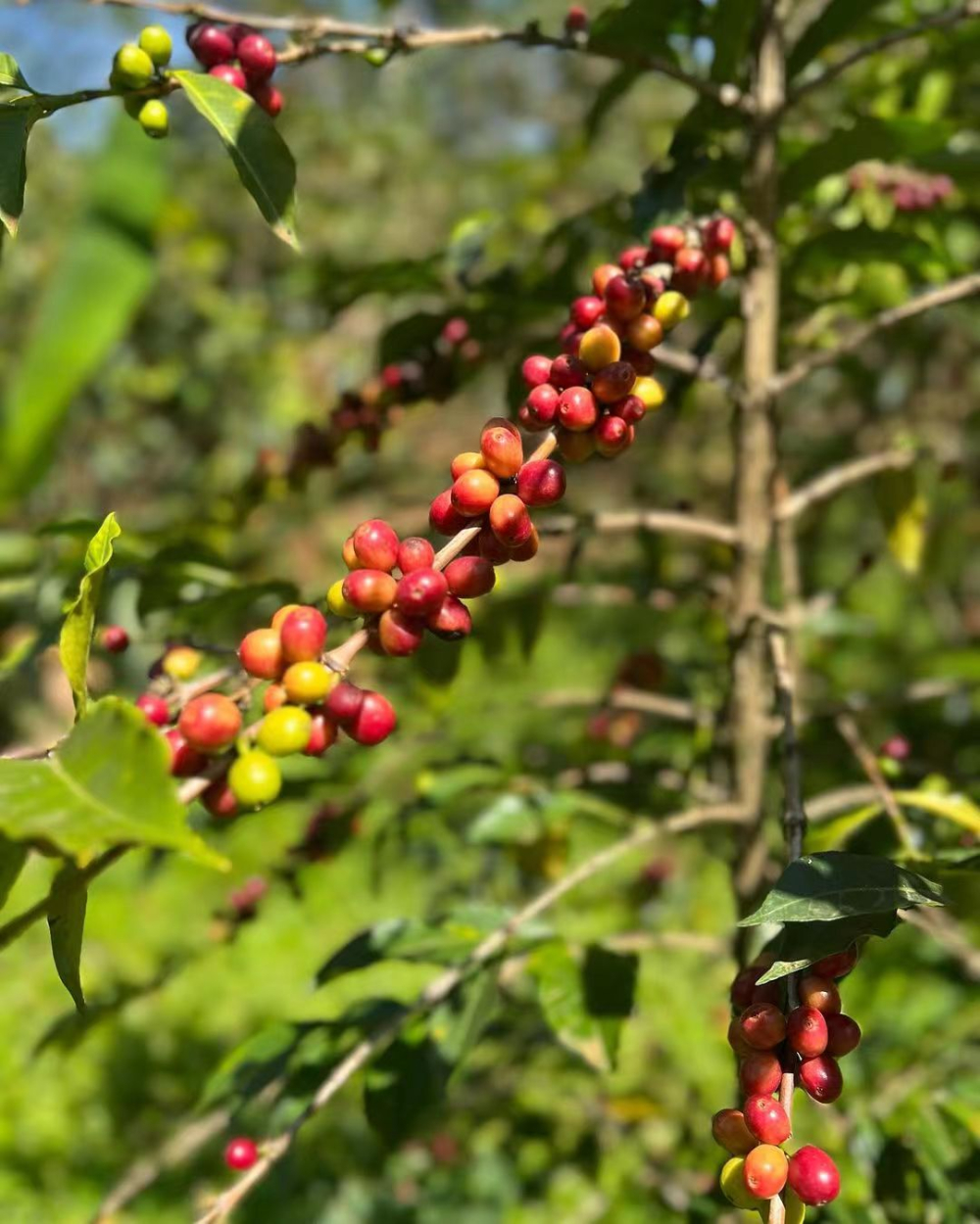 Secrets to Preserving Flavor in Decaf Coffee: A Comprehensive Guide to Three Decaffeination Processes and Roasting Techniques