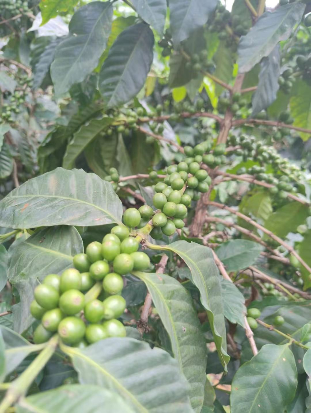 Complete Guide to Guatemalan Coffee: Flavor Differences Between Antigua and Huehuetenango & Pour Over Parameters