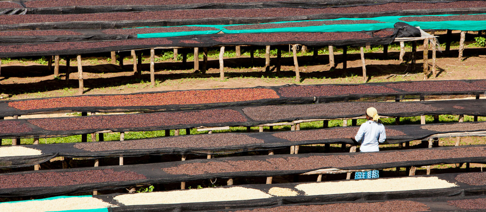 Sun-Dried vs Washed Coffee Processing Methods: Steps, Flavor Analysis, and Differences Between Green and Roasted Beans