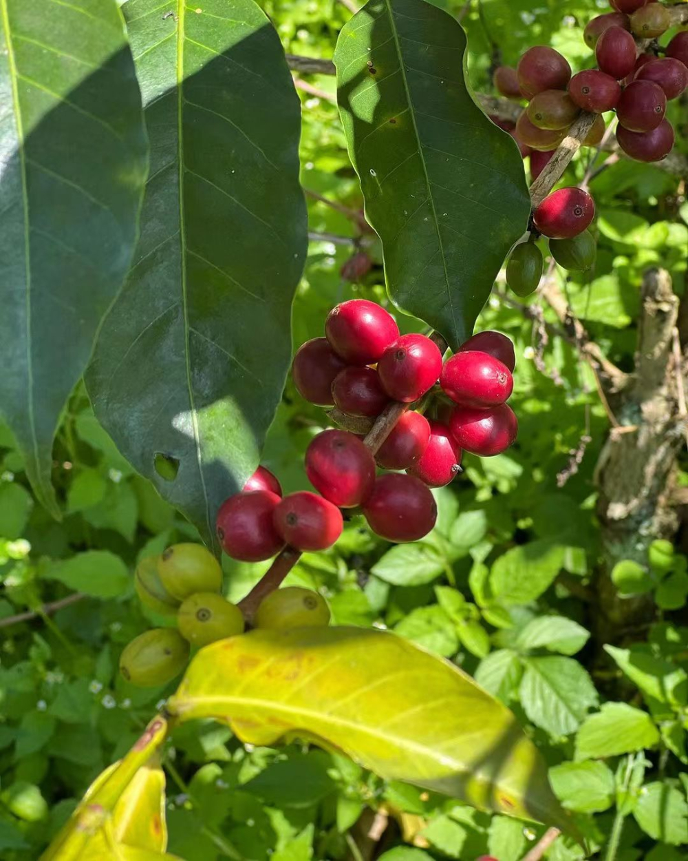 How to Choose Robusta Coffee Beans? A Complete Guide from Flavor, Origin to Brewing