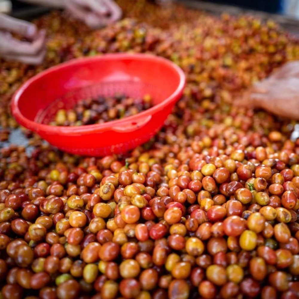 How to Choose Pink Bourbon Coffee? A Complete Guide from Genetics, Origins to Pour Over Flavors