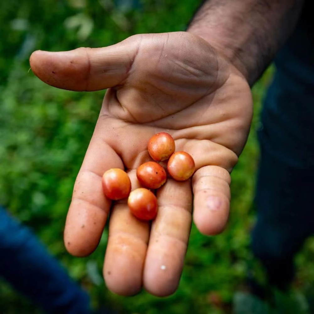 How to Choose Pink Bourbon Coffee? A Complete Guide from Genetics, Origins to Pour Over Flavors